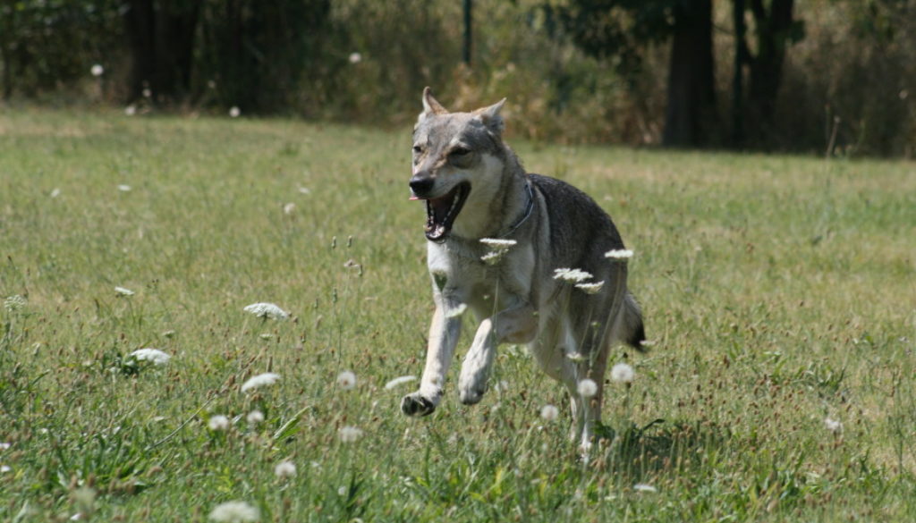 cane lupo cecoslovacco Aki della Vittoria Alata
