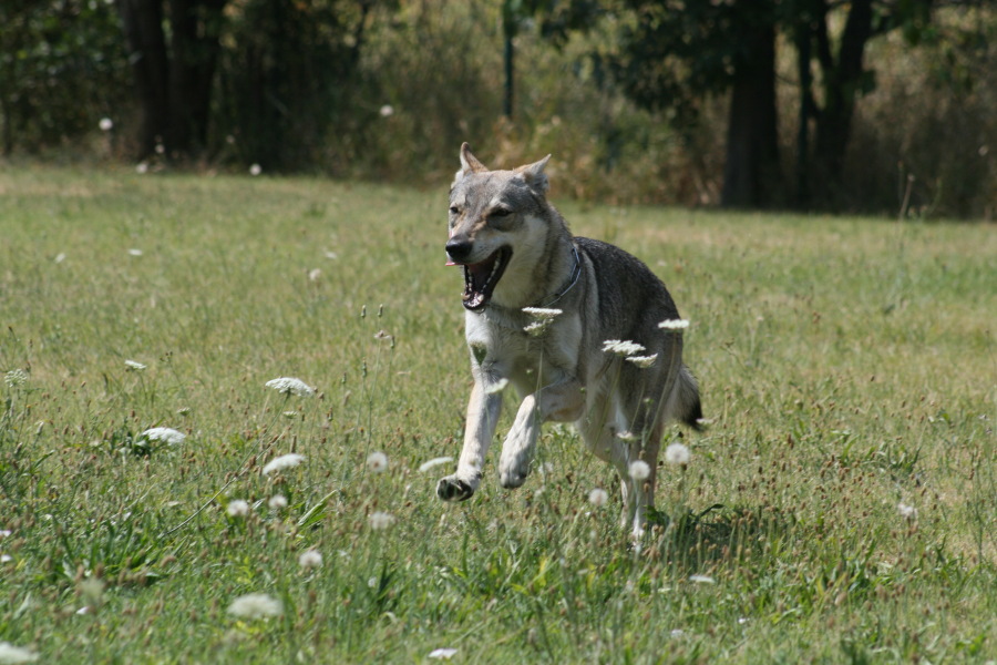 cane lupo cecoslovacco Aki della Vittoria Alata