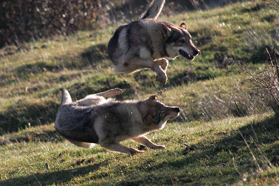 cane lupo cecoslovacco Kun e Anouk - Zaccaria della Vittoria Alata e Dredo
