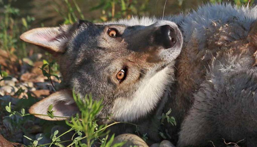 cane lupo cecoslovacco Kun - Zaccaria della Vittoria Alata