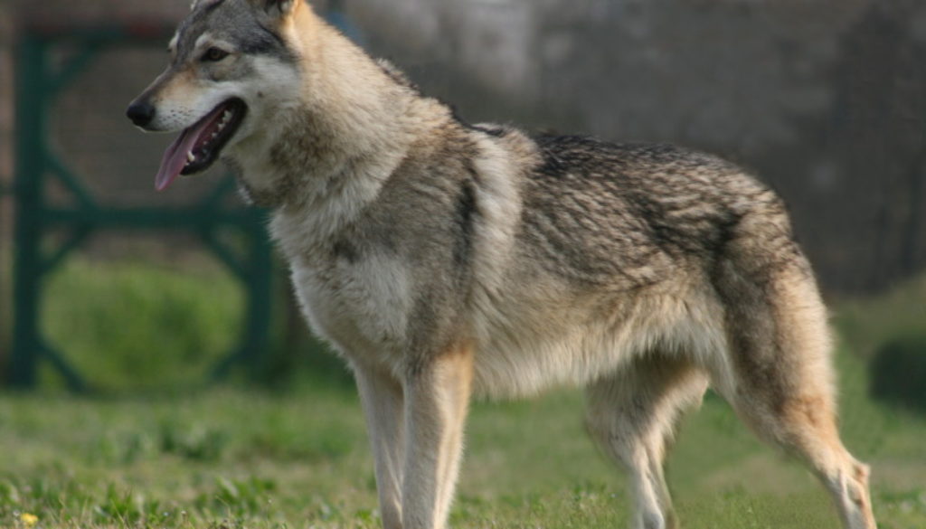 cane lupo cecoslovacco Zara della Vittoria Alata