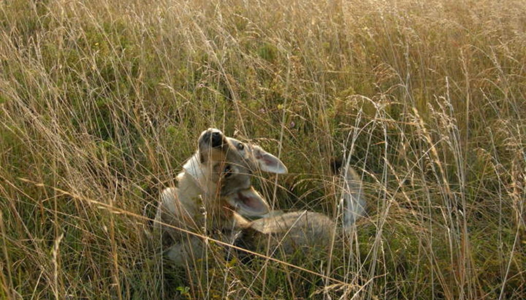 cane lupo cecoslovacco Zoe della Vittoria Alata
