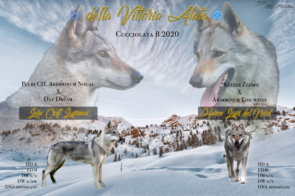 Cuccioli B cane lupo cecoslovacco della Vittoria Alata - Lara Croft Lupimax X Haron Lupi del Nord-1