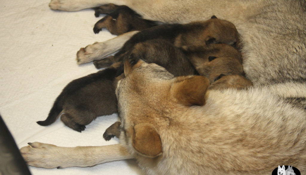 Cuccioli B cane lupo cecoslovacco della Vittoria Alata - Lara Croft Lupimax X Haron Lupi del Nord-11