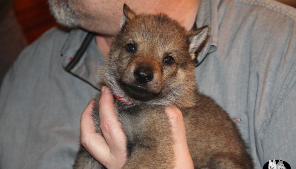Cuccioli B cane lupo cecoslovacco della Vittoria Alata - Lara Croft Lupimax X Haron Lupi del Nord-27
