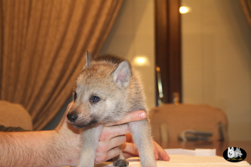 Cuccioli B cane lupo cecoslovacco della Vittoria Alata - Lara Croft Lupimax X Haron Lupi del Nord-32