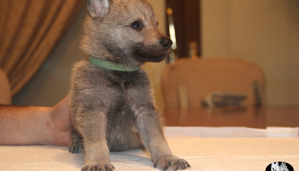 Cuccioli B cane lupo cecoslovacco della Vittoria Alata - Lara Croft Lupimax X Haron Lupi del Nord-40