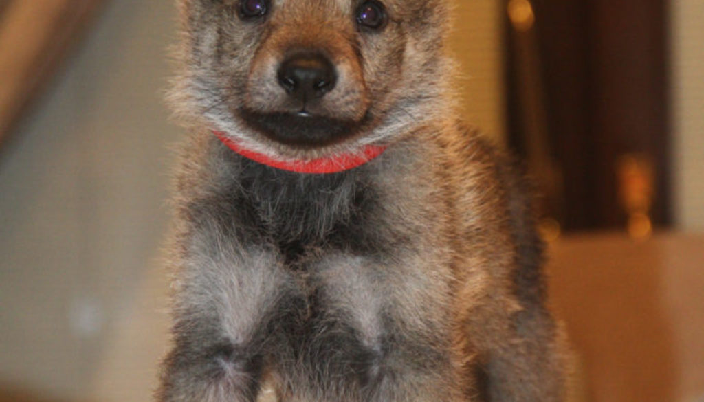 Cuccioli B cane lupo cecoslovacco della Vittoria Alata - Lara Croft Lupimax X Haron Lupi del Nord-43