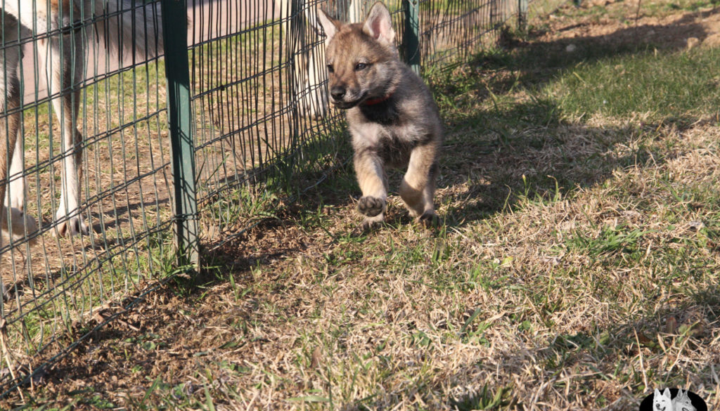Cuccioli B cane lupo cecoslovacco della Vittoria Alata - Lara Croft Lupimax X Haron Lupi del Nord-55