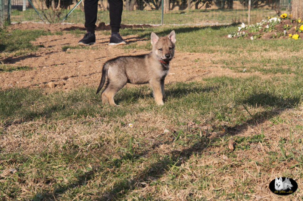 Cuccioli B cane lupo cecoslovacco della Vittoria Alata - Lara Croft Lupimax X Haron Lupi del Nord-56