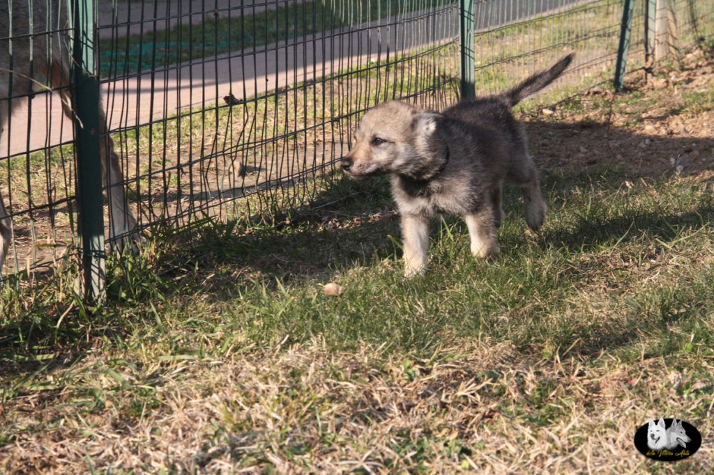 Cuccioli B cane lupo cecoslovacco della Vittoria Alata - Lara Croft Lupimax X Haron Lupi del Nord-63