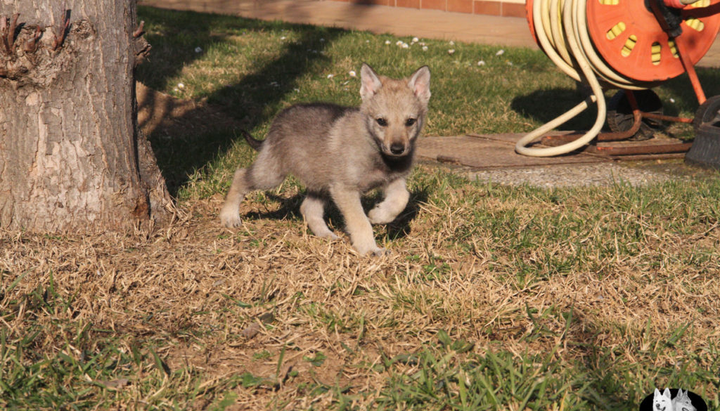 Cuccioli B cane lupo cecoslovacco della Vittoria Alata - Lara Croft Lupimax X Haron Lupi del Nord-68