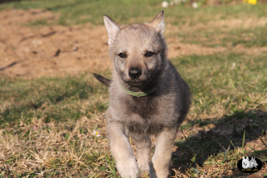 Cuccioli B cane lupo cecoslovacco della Vittoria Alata - Lara Croft Lupimax X Haron Lupi del Nord-69