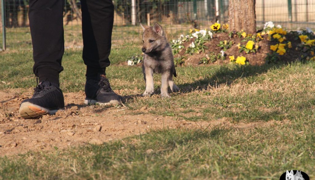 Cuccioli B cane lupo cecoslovacco della Vittoria Alata - Lara Croft Lupimax X Haron Lupi del Nord-76