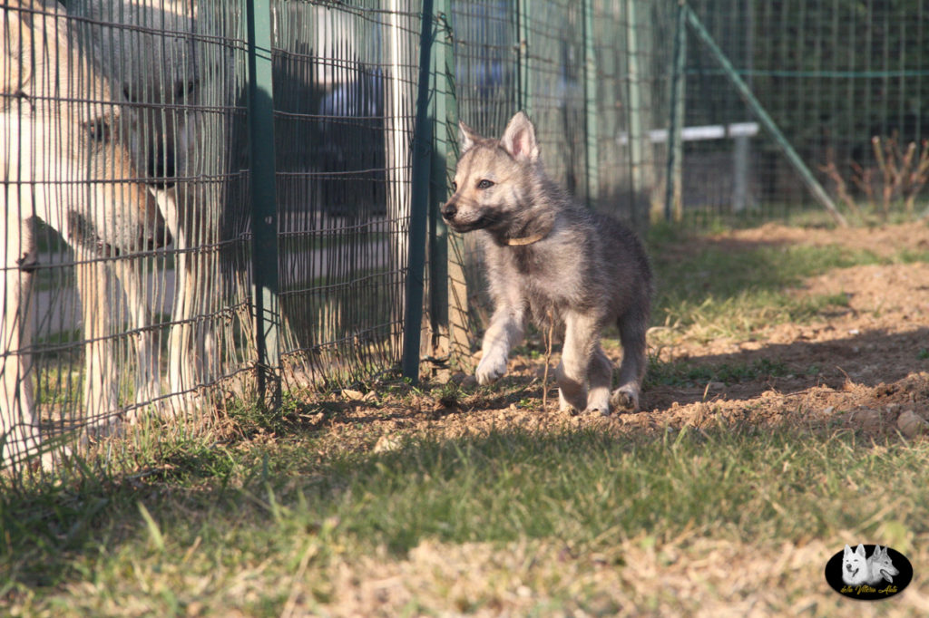 Cuccioli B cane lupo cecoslovacco della Vittoria Alata - Lara Croft Lupimax X Haron Lupi del Nord-81