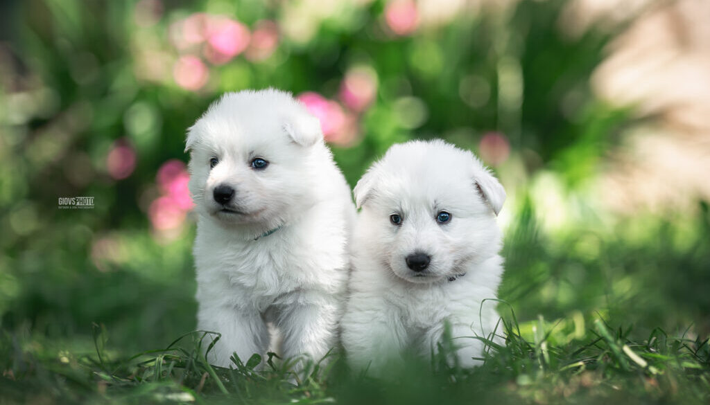 Cuccioli pastore svizzero bianco Brescia Lombardia