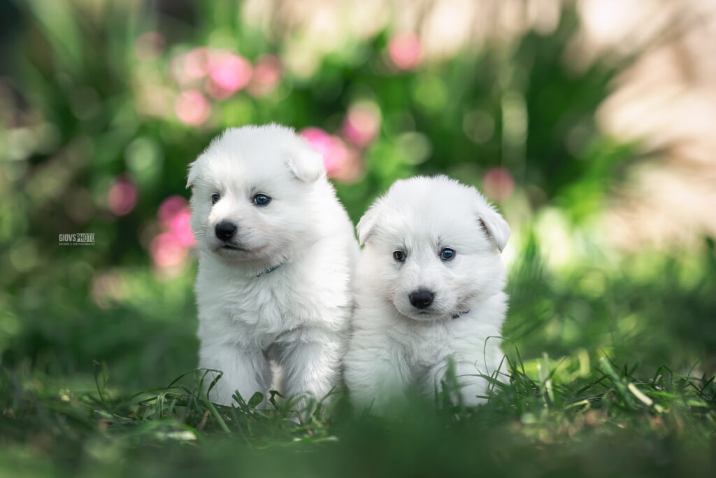 Cuccioli pastore svizzero bianco Brescia Lombardia